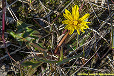 dandelion