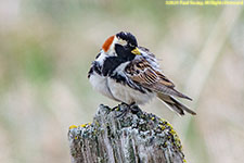 longspur