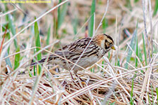 longspur