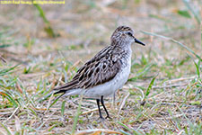 sandpiper