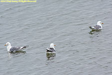 mew gulls