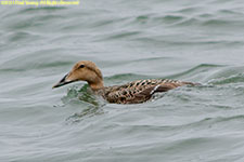 female eider