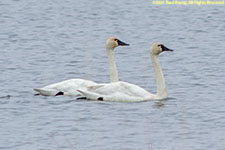 swans