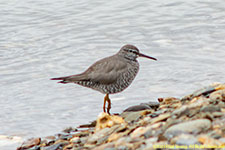 sandpiper