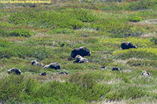 musk oxen