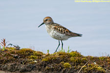 sandpiper