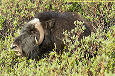 musk ox