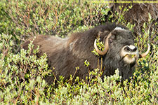 musk ox