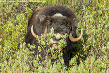 musk ox