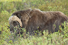 musk ox