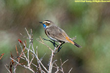 bluethroat