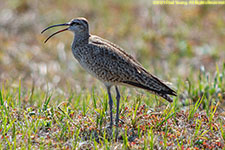 whimbrel