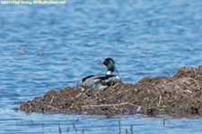 merganser on nest