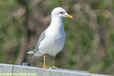 gull