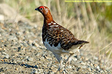 ptarmigan