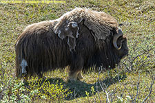 musk ox