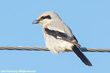 shrike