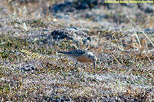 red knot