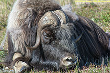 musk ox