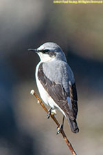 wheatear