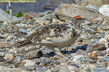 ptarmigan