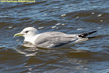 gull