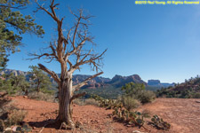 weathered tree