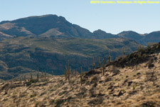 cactus landscape