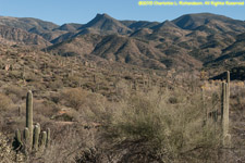 cactuses and mountains