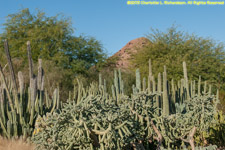 cactus scene