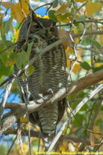 owl