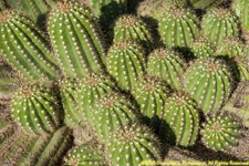 cactus cluster