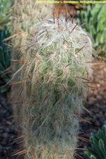 old man of the Andes