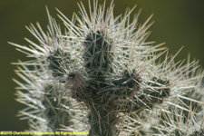 cholla