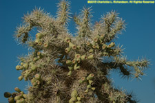 cholla