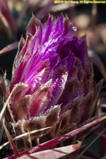 purple flowers