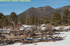 volcanic terrain, dead trees, and snow