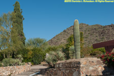 wall, cactuses, and mountains