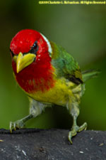 barbet