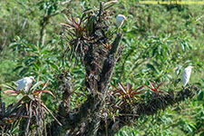 cattle egrets