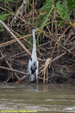 heron