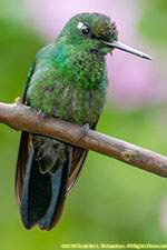 hummingbird