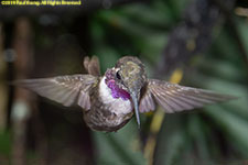 hummingbird