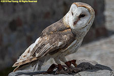 barn owl