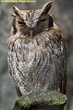 owl