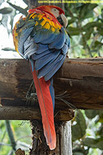 macaw