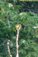 parrotlet