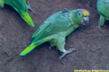 parrot