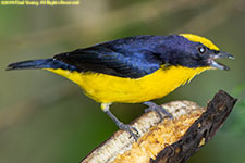 tanager