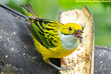 tanager